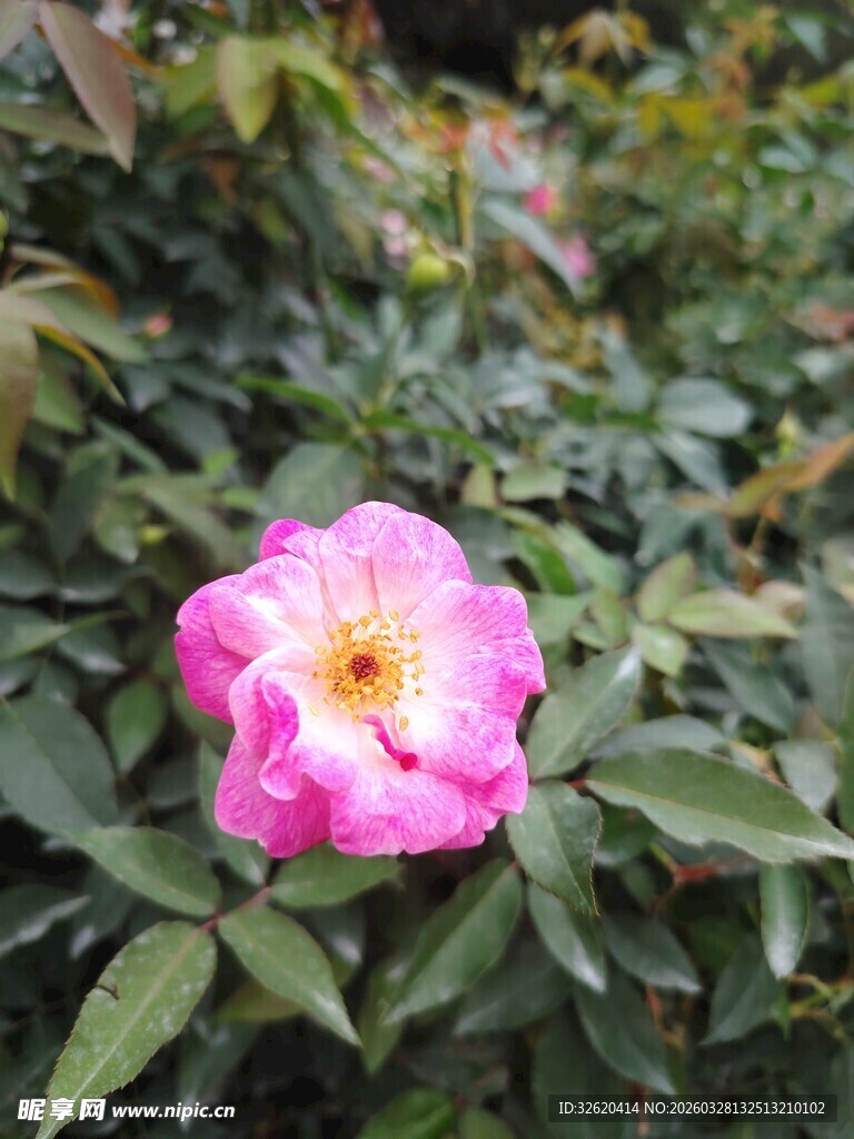 娇艳粉色蔷薇花