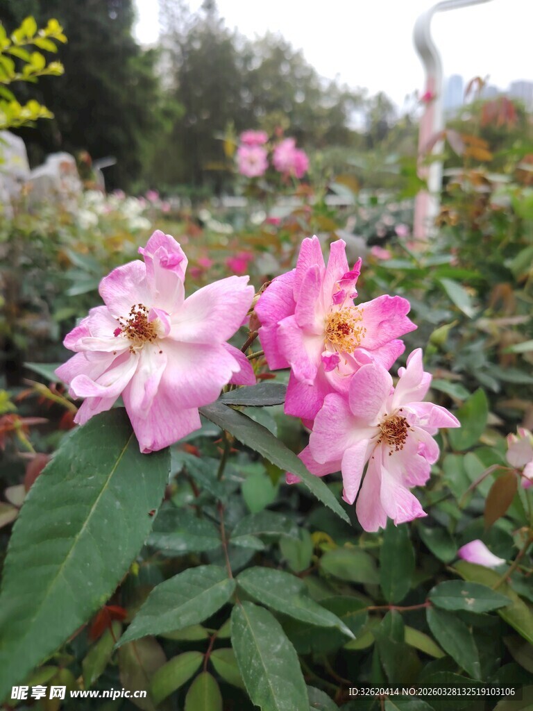 娇艳粉色花朵绽放