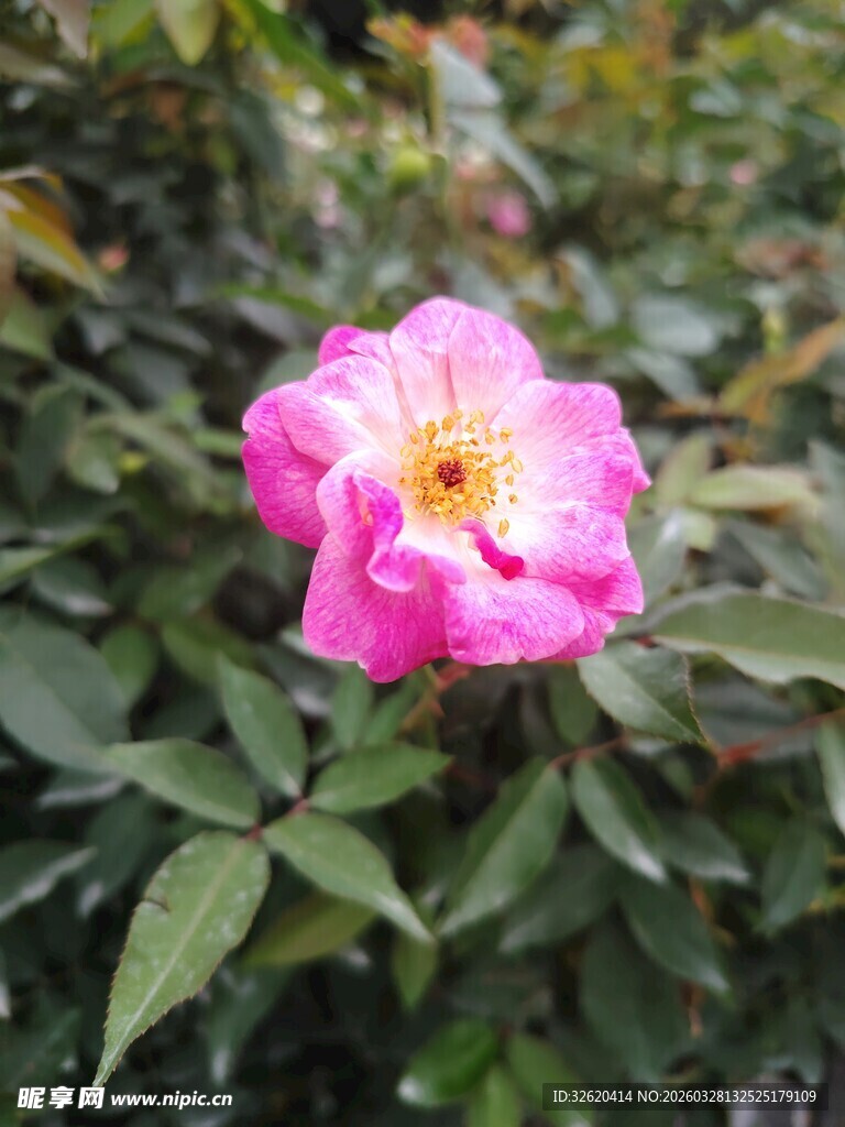 娇艳欲滴的粉色月季花