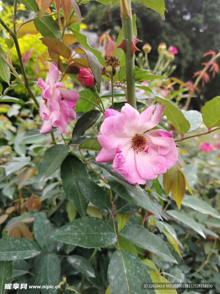 娇艳蔷薇绽放绿叶间