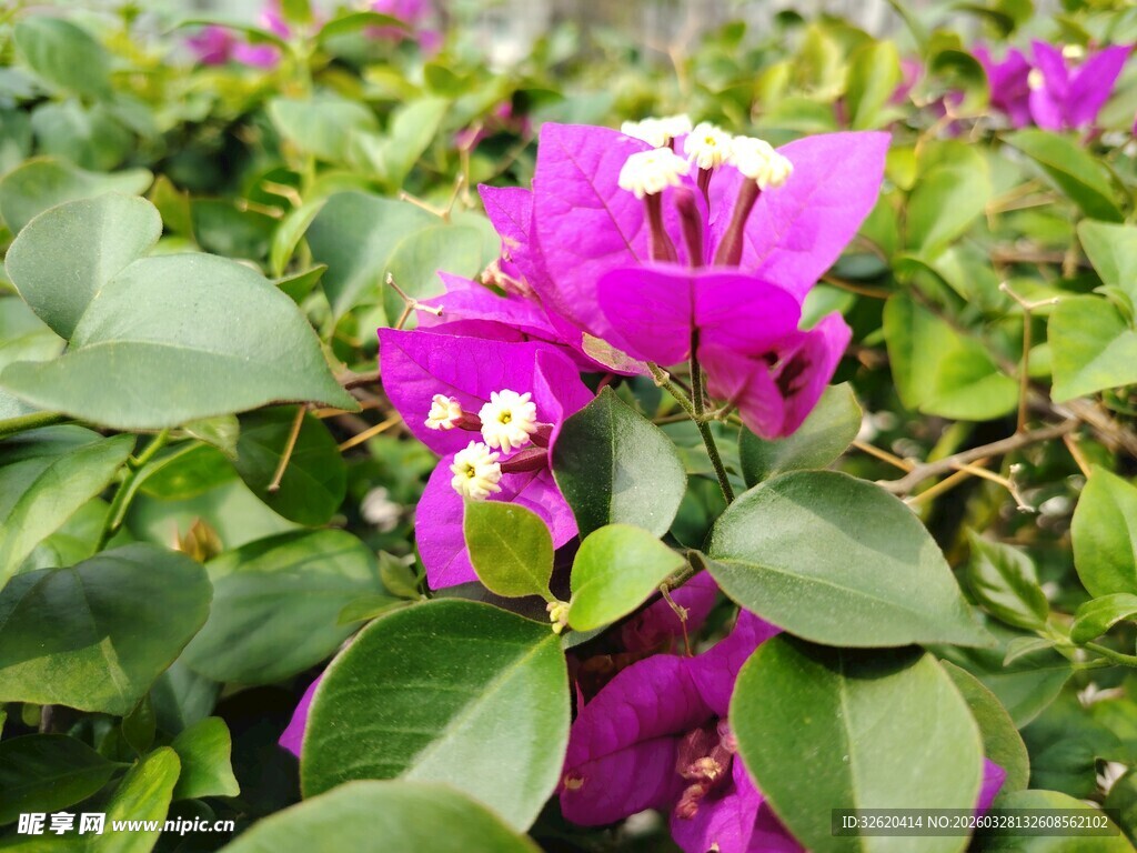 娇艳三角梅绽放