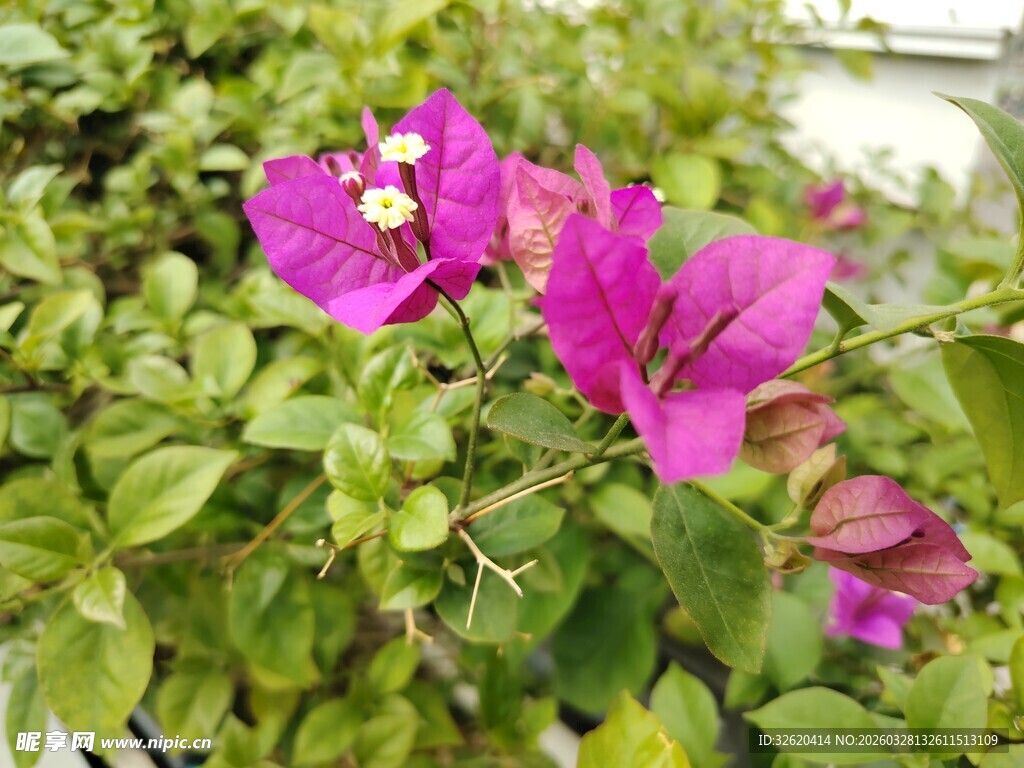 娇艳三角梅绽放绿叶间