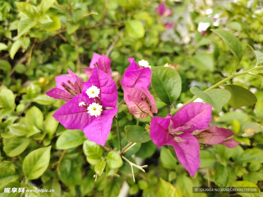 娇艳三角梅绽放绿叶间