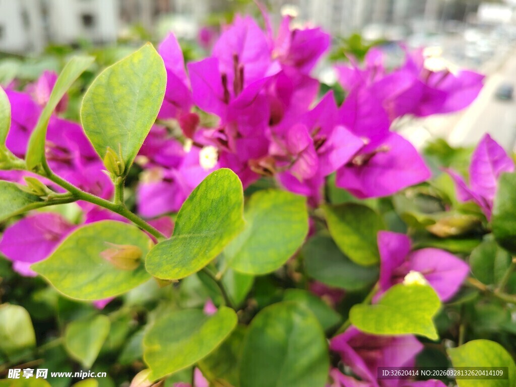 艳丽三角梅绽放