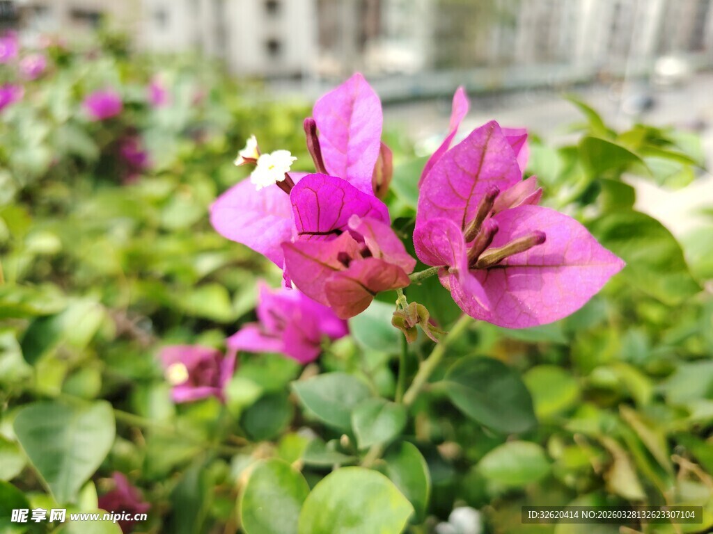 娇艳三角梅绽放绿叶间