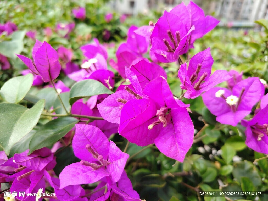 艳丽三角梅绽放