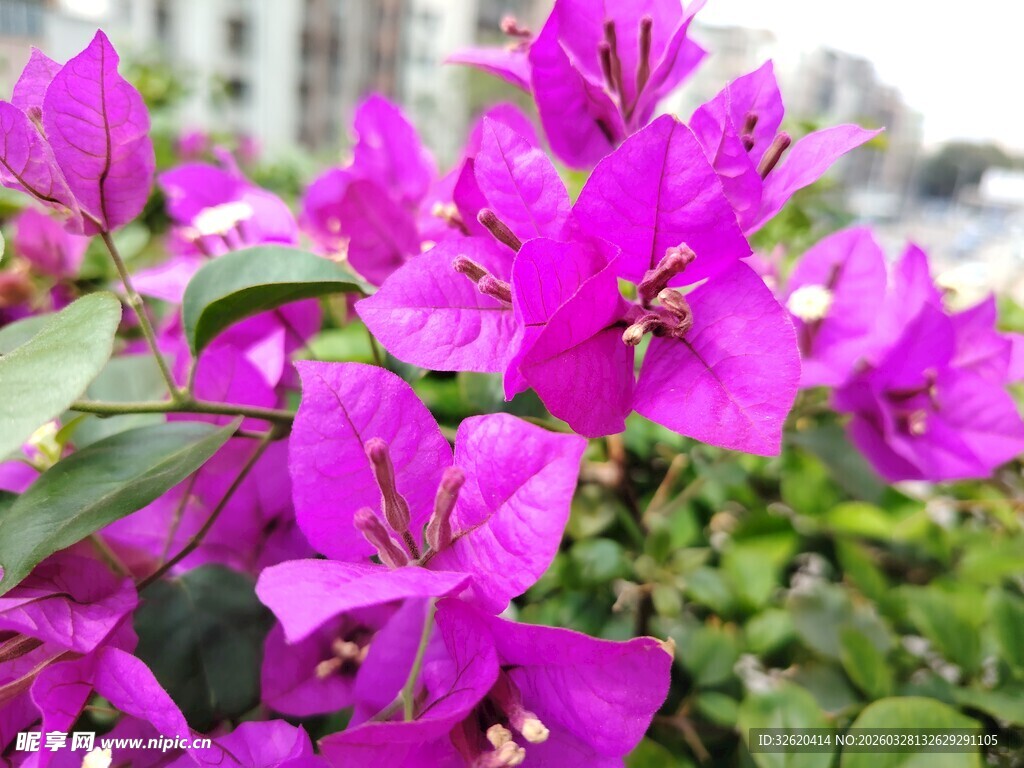 艳丽三角梅绽放