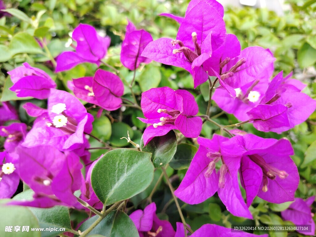 艳丽三角梅绽放