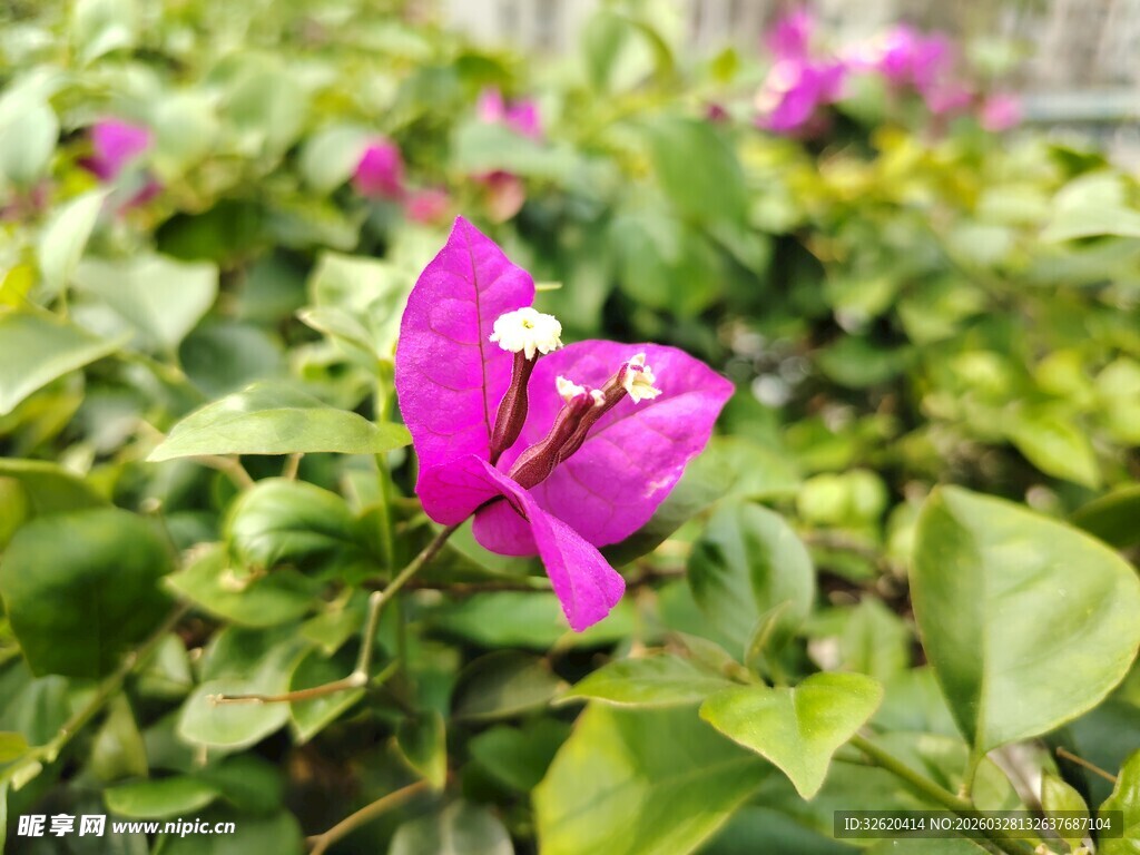 娇艳三角梅绽放绿意间