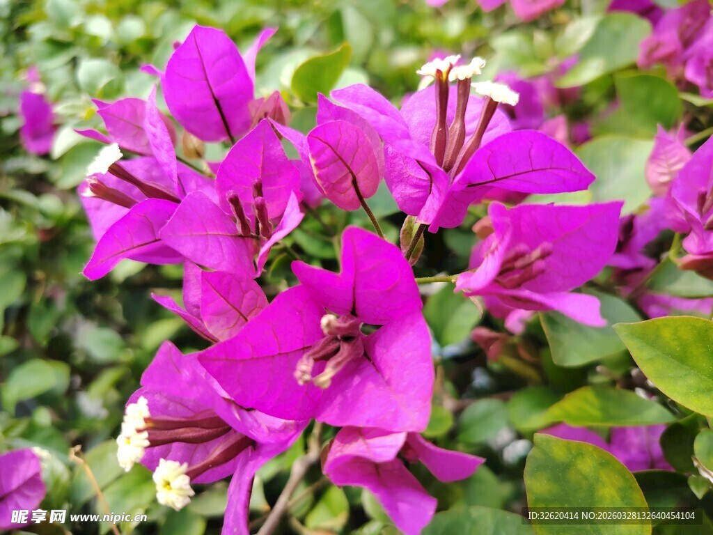 艳丽三角梅绽放