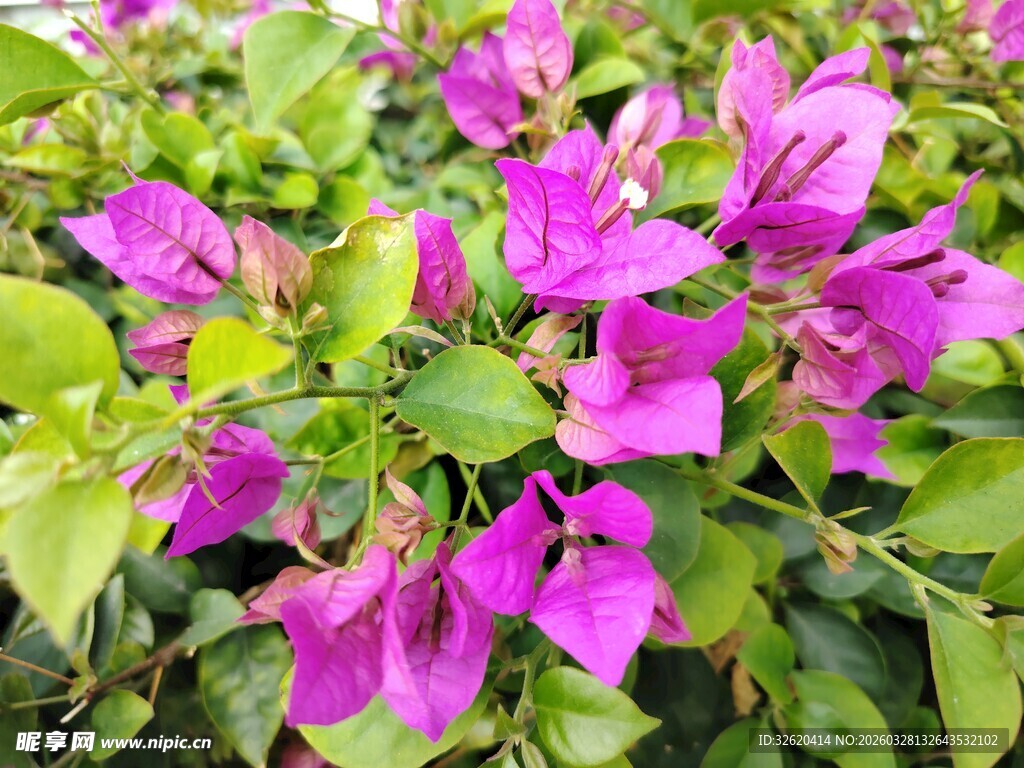 艳丽三角梅绽放