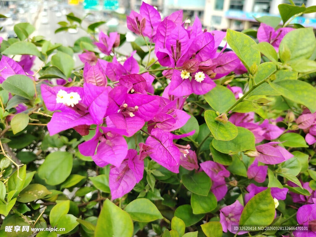 艳丽三角梅绽放