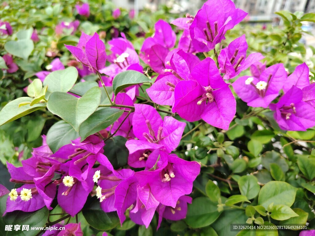 艳丽三角梅绽放