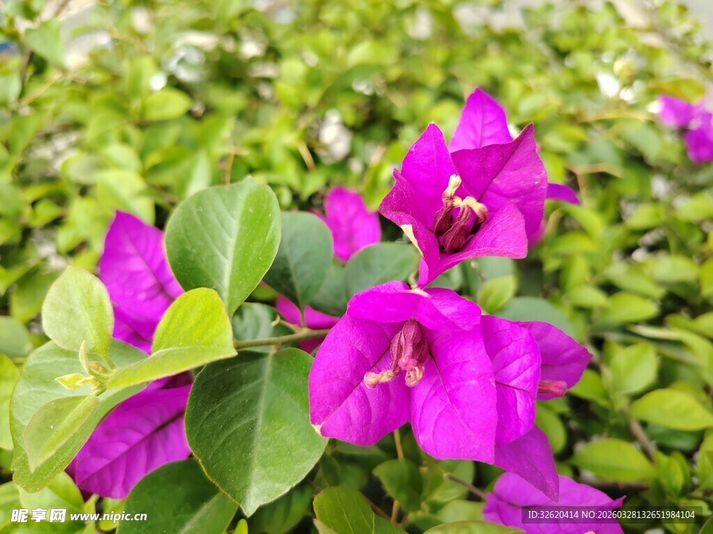 娇艳三角梅绽放绿叶间