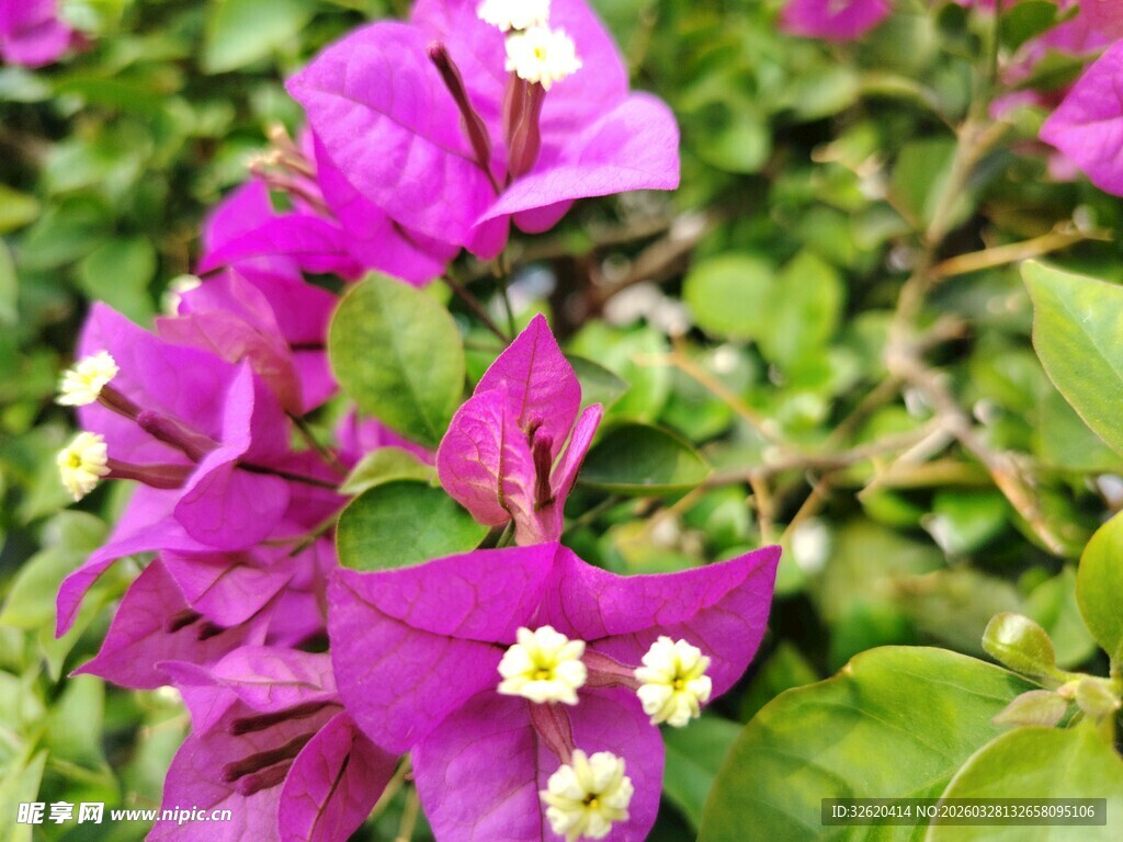 艳丽三角梅绽放