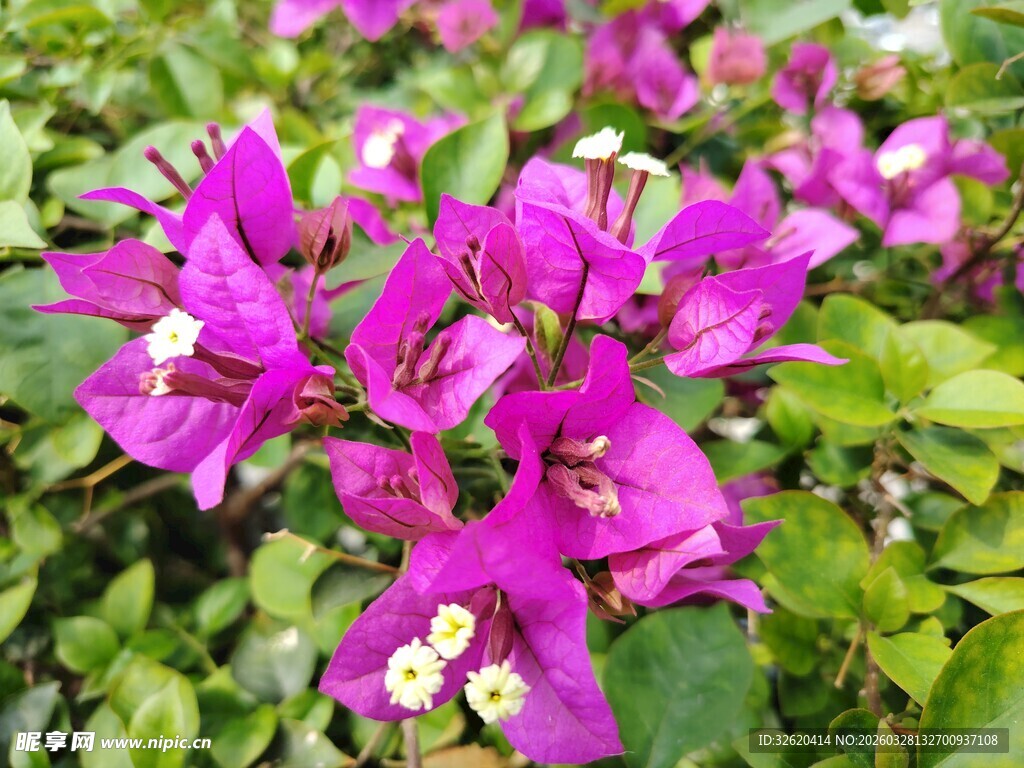 艳丽三角梅绽放