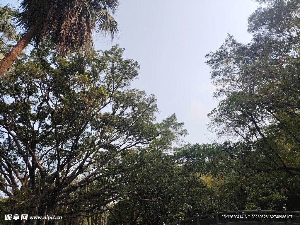 户外繁茂绿树景观