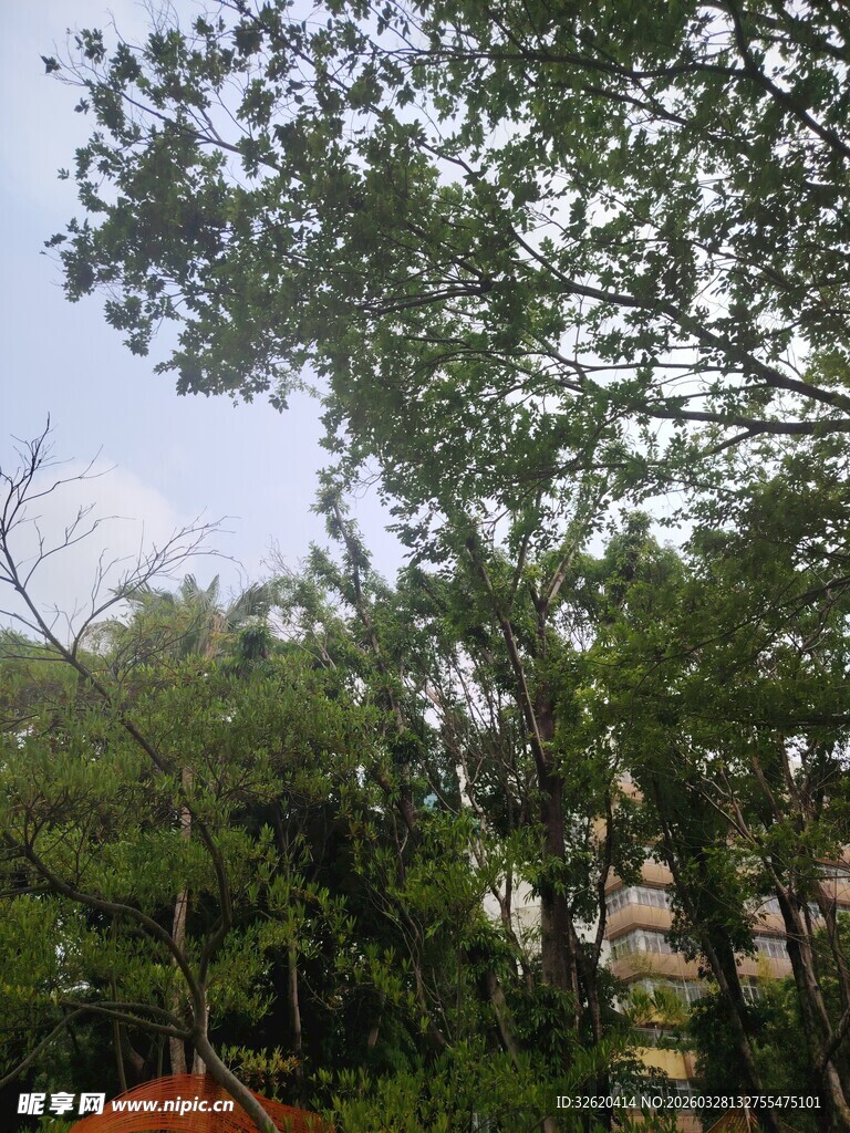 茂密树林中的繁茂树冠