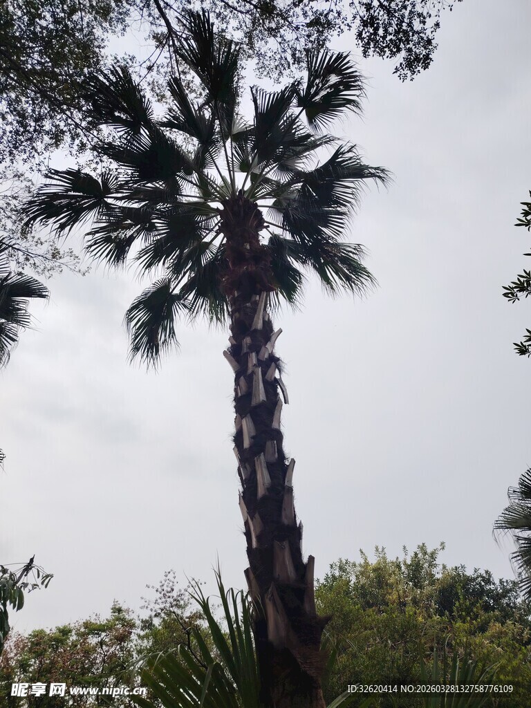 高大挺拔的单棵棕榈树