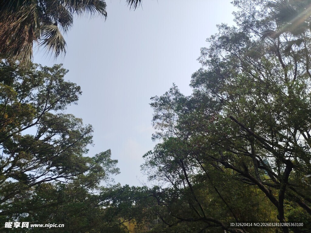 仰视茂密树林树冠