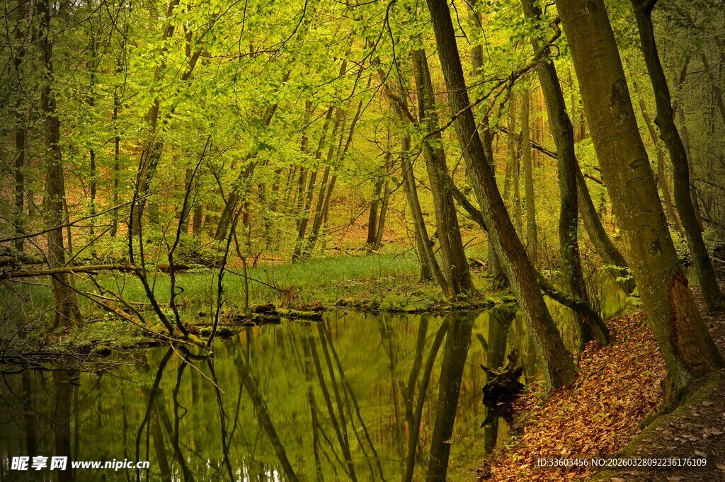 春日森林中的静谧湖水