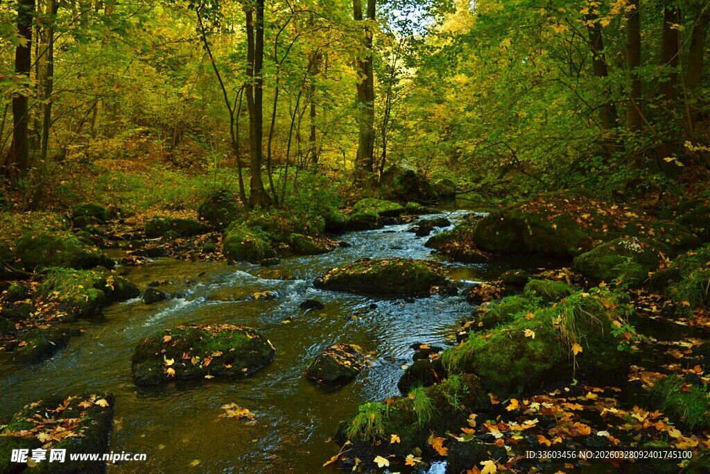 秋日林间潺潺溪流美景