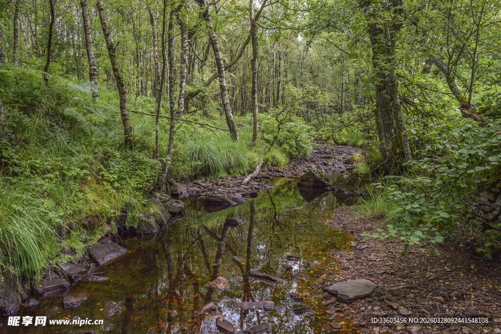 林间溪流