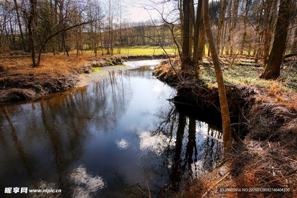 林间溪流静谧景致