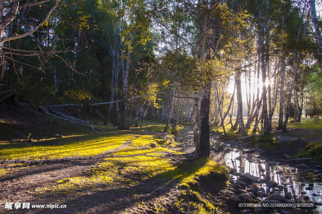 林间晨光下的静谧小道
