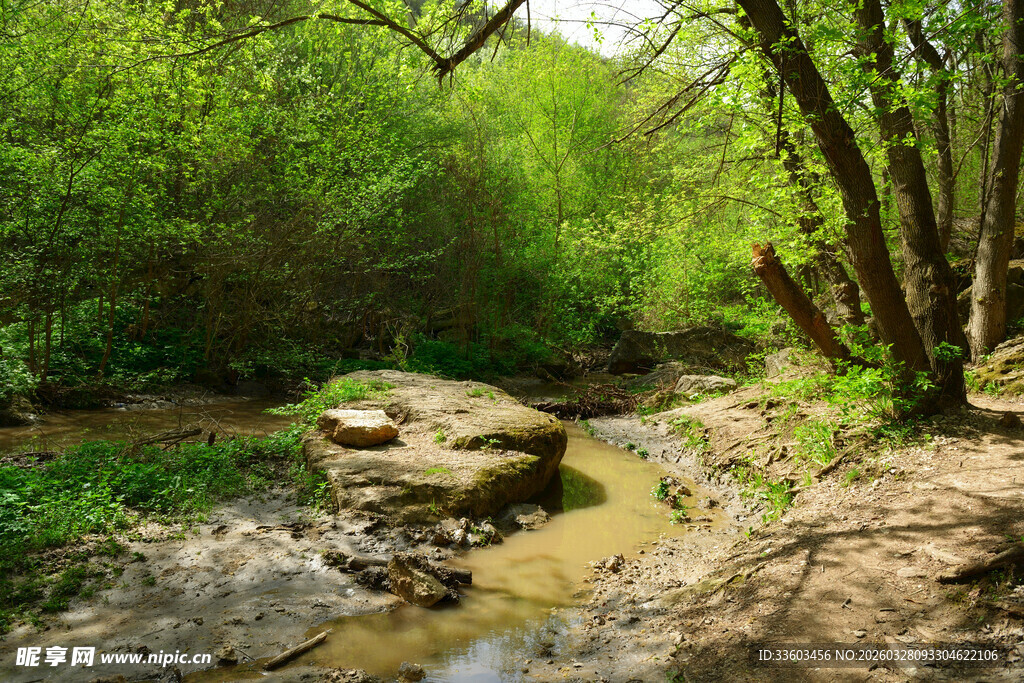 林间潺潺溪流自然美景