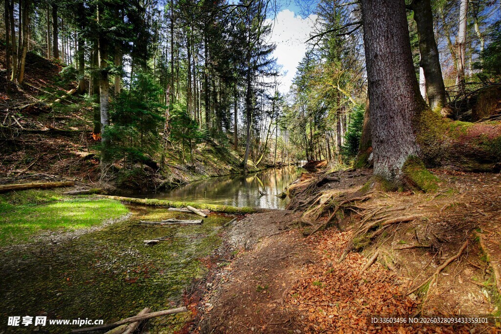 森林中的静谧溪流小径