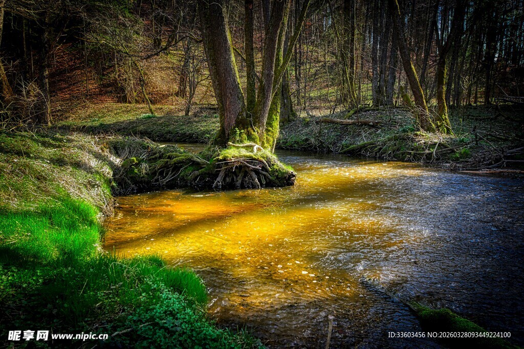 森林中流淌的金色溪流
