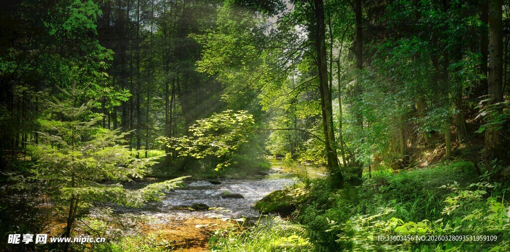 森林中的潺潺溪流