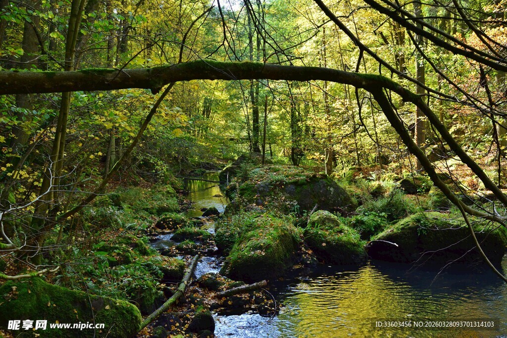 森林中的静谧溪流