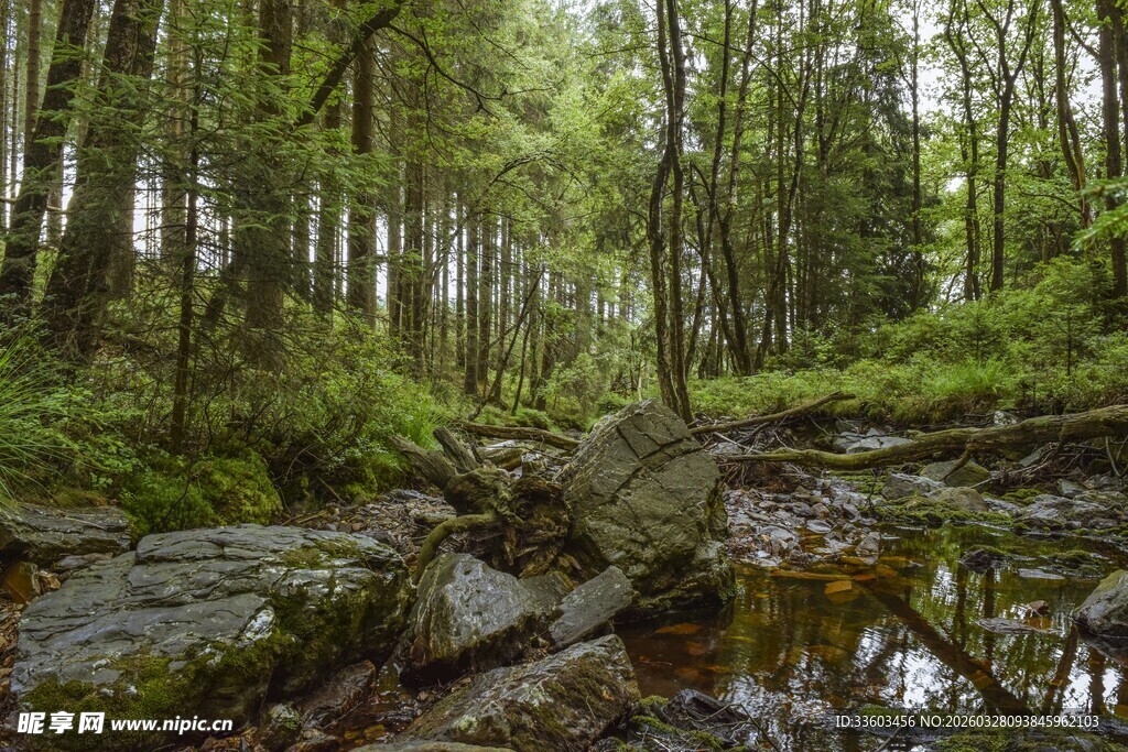 森林中的石滩与繁茂植被