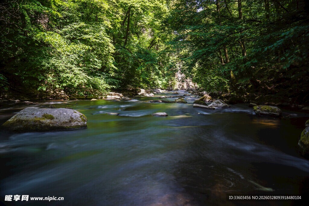 森林中的潺潺溪流