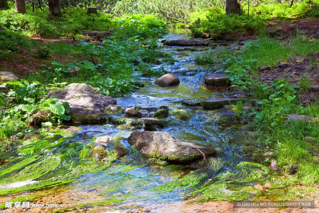 林间清澈小溪潺潺流淌