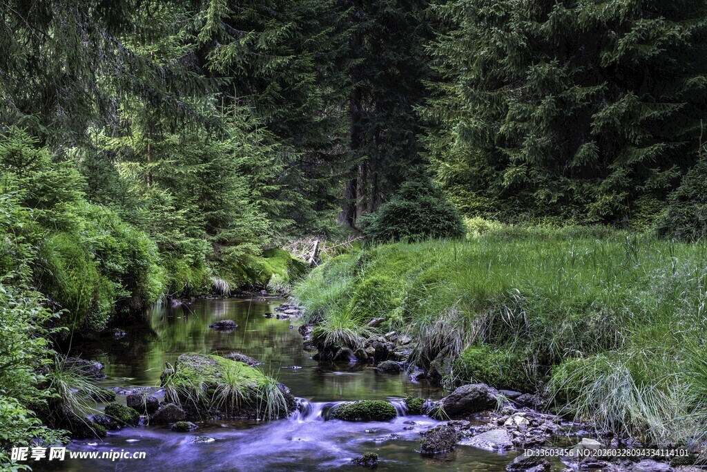 山间溪流旁的翠绿森林