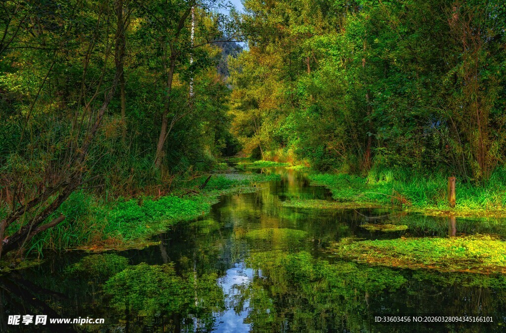 林间静谧小河风景如画