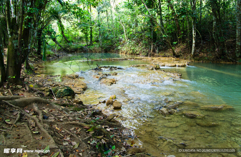 雨林中的清澈溪流