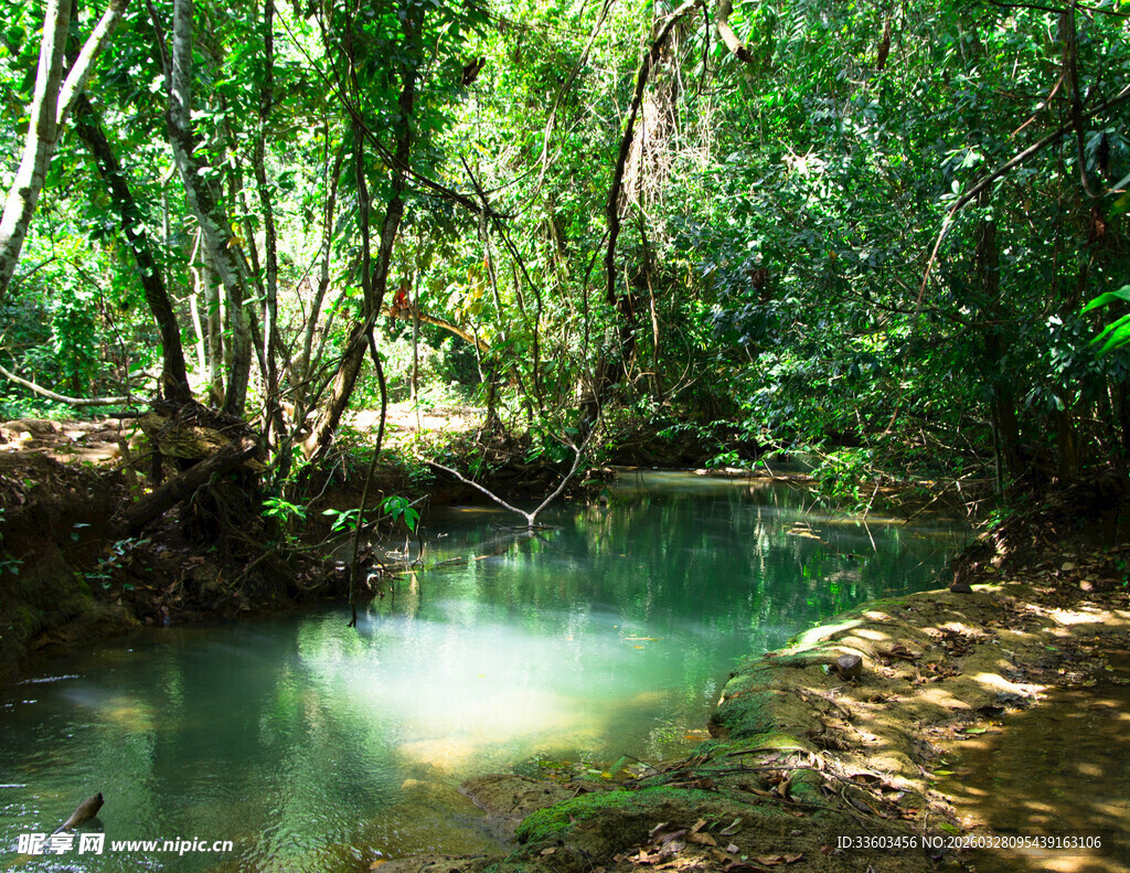 森林中的清澈溪流