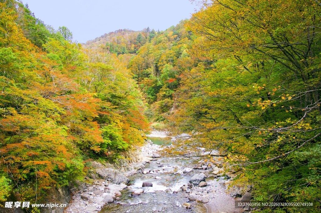 秋日山林间的潺潺溪流