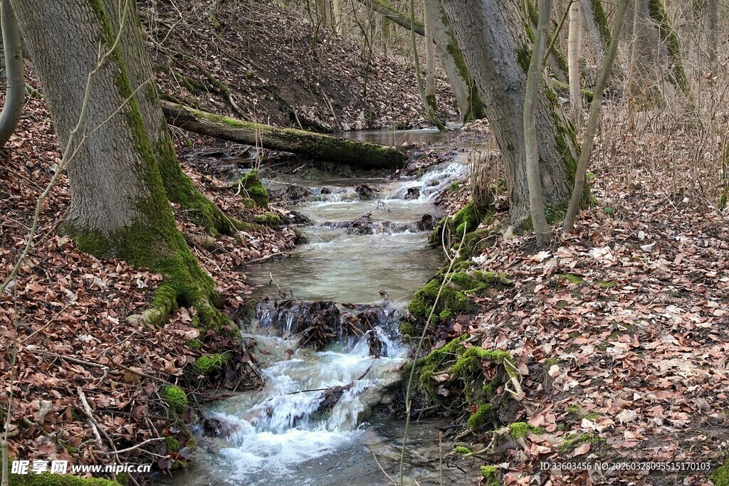 林间小溪潺潺流淌