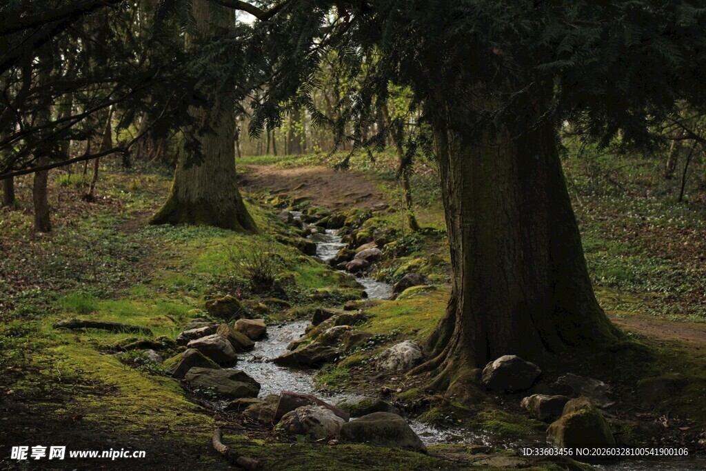林间溪流与茂盛树木景象