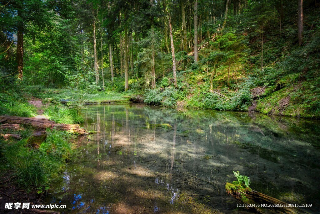 森林中的清澈溪流