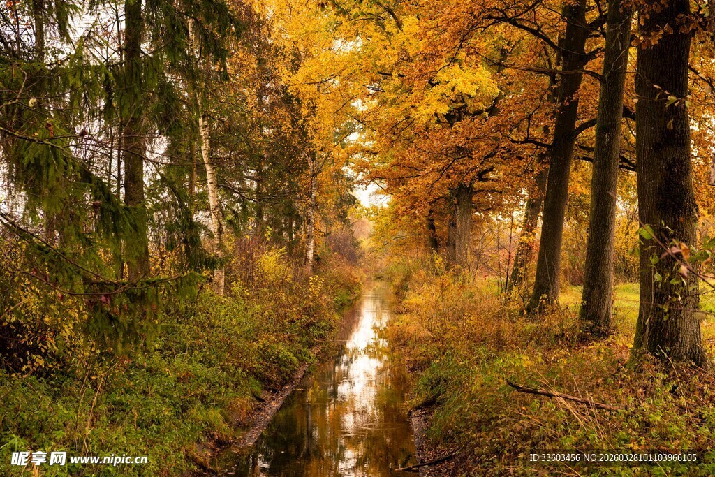 秋日林间小溪美景