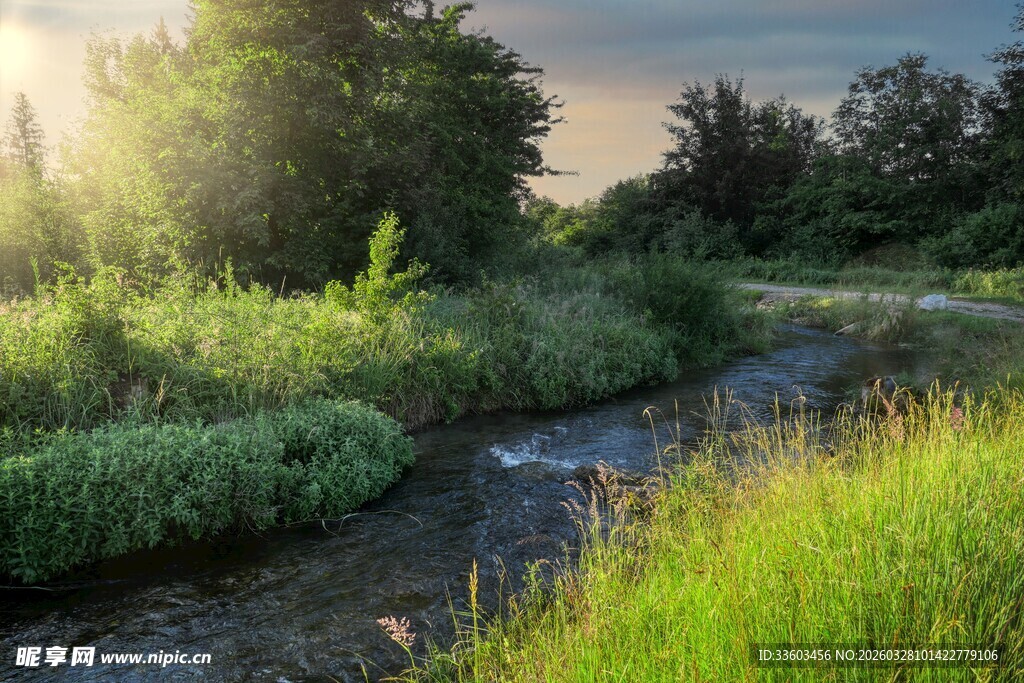 溪边晨光中的自然美景