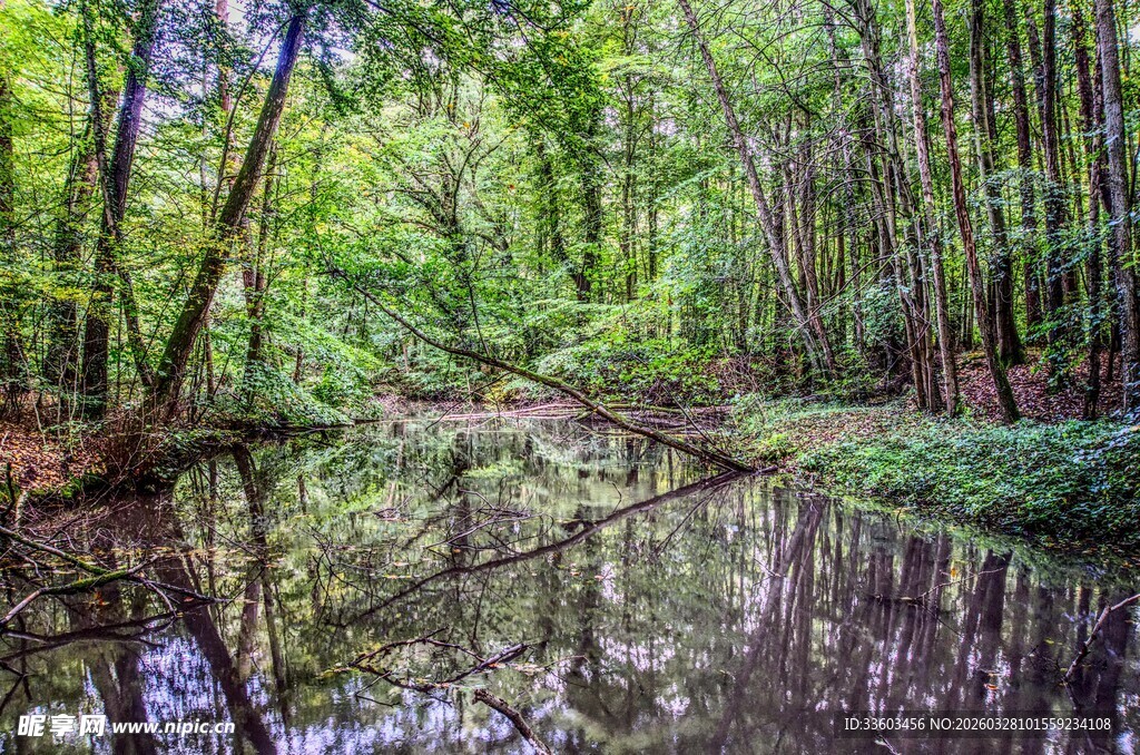 静谧森林中的清澈溪流
