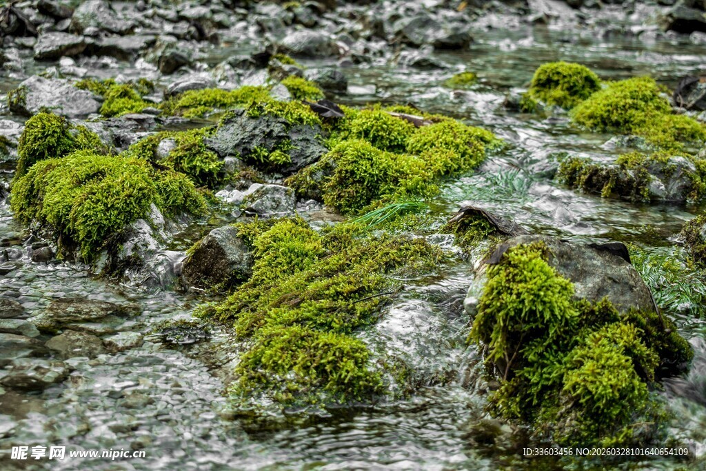 溪边青苔覆盖的岩石景观