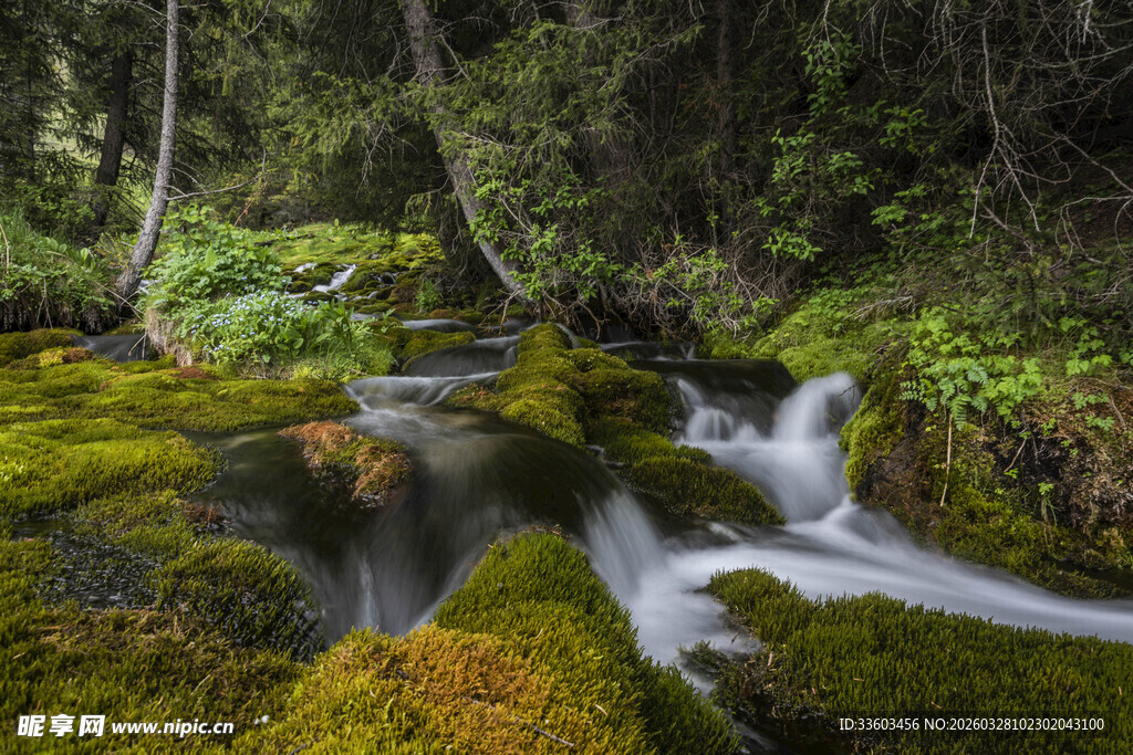 森林中的潺潺溪流